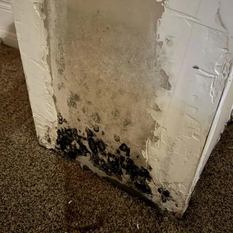 Professional Mold Removal in Fond du Lac County, WI